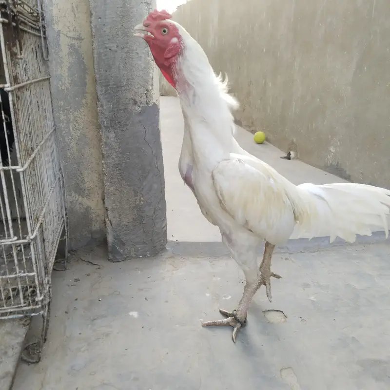 healthy birds — photo 3