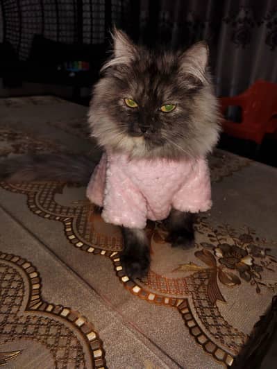 gray Persian cat