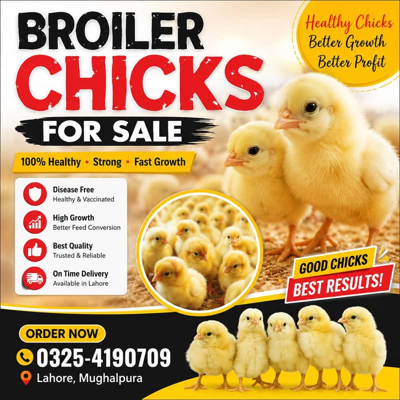 broiler chicks 0