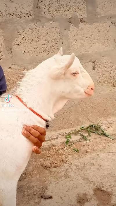 teda Gulabi
