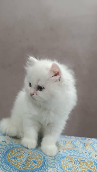 Persian kitten blue eyes