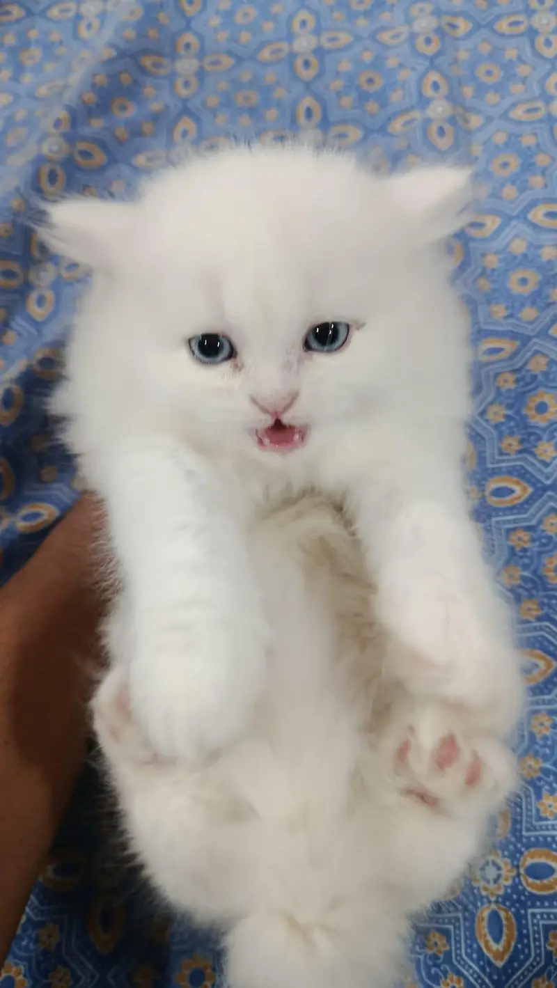 Persian kitten blue eyes — photo 2