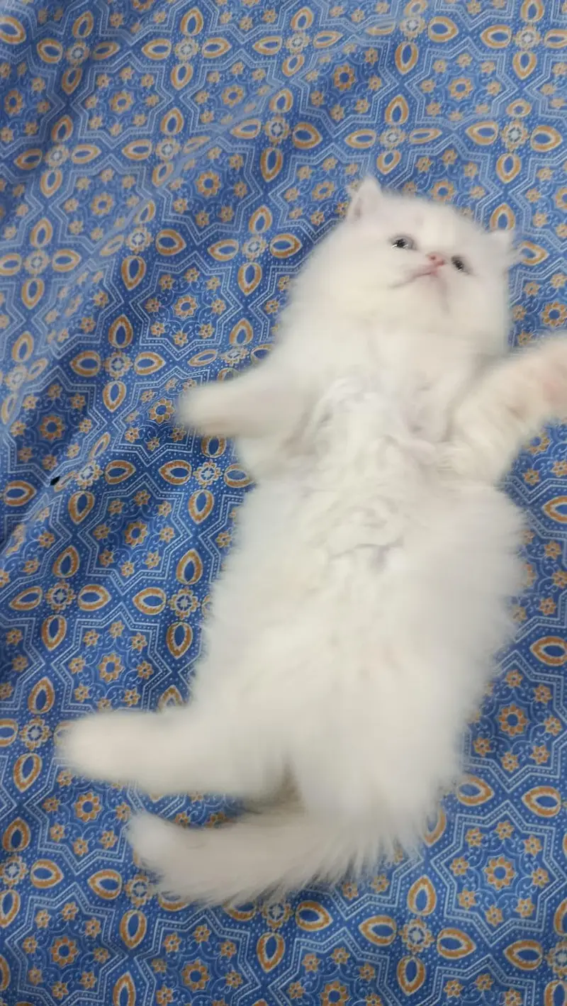 Persian kitten blue eyes — photo 3
