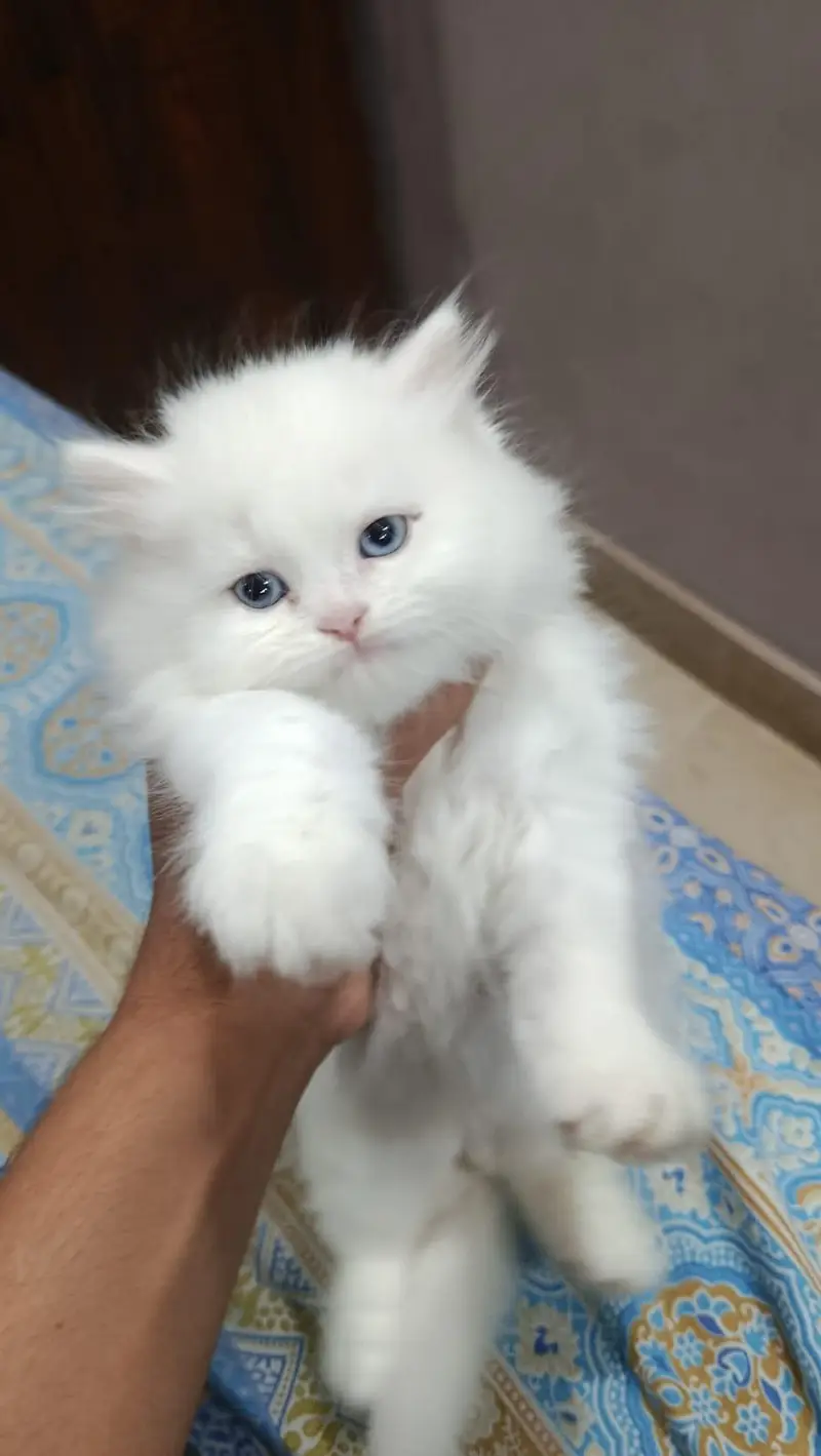 Persian kitten blue eyes — photo 4