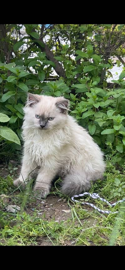 ragdoll cat