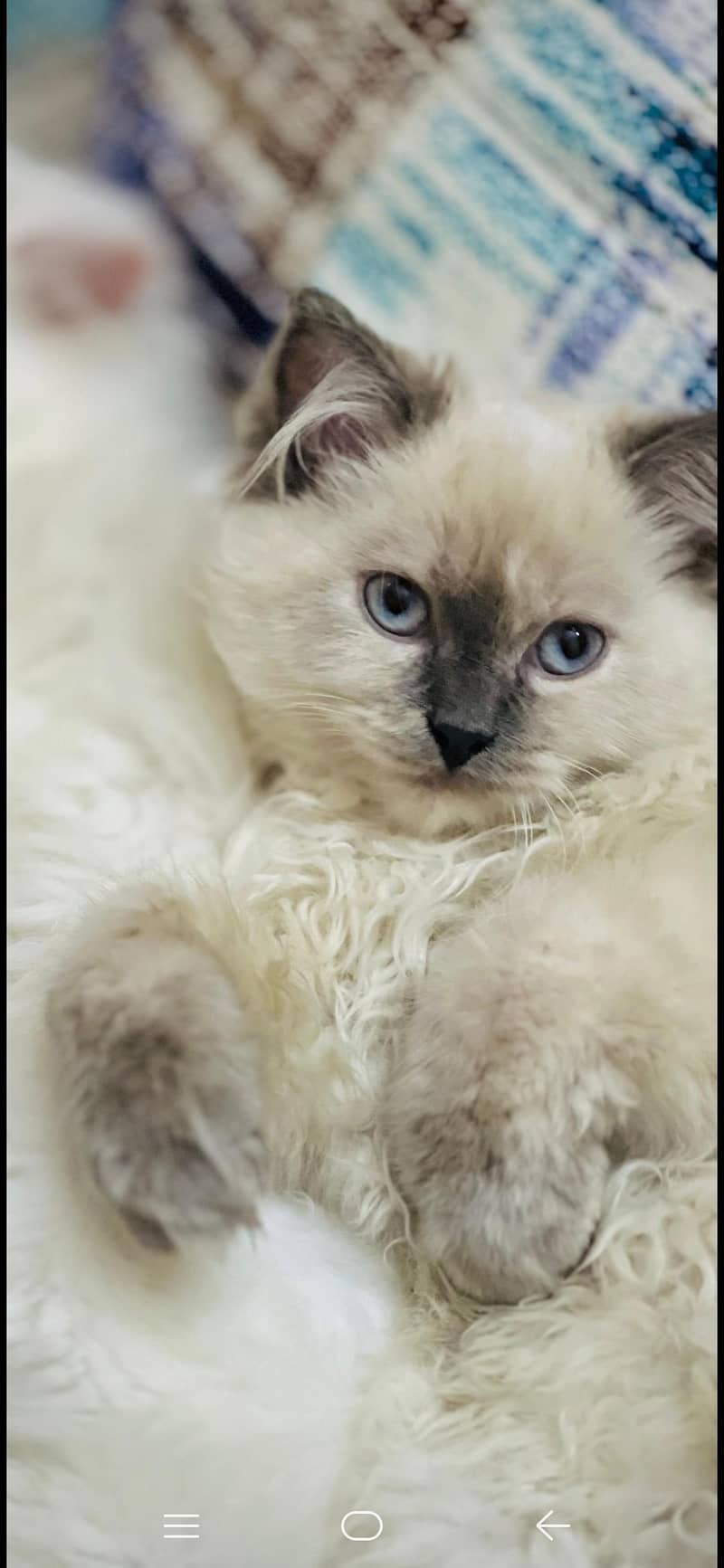 ragdoll cat 1