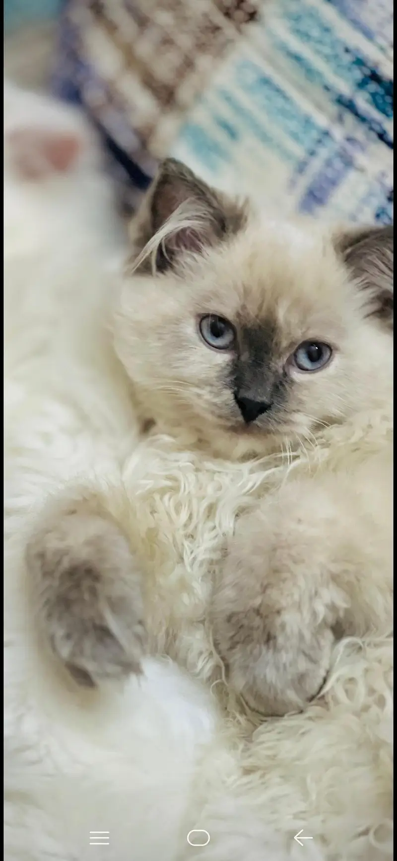 ragdoll cat — photo 2