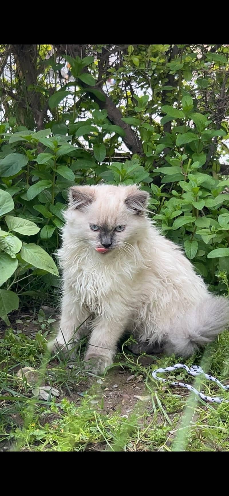 ragdoll cat 2