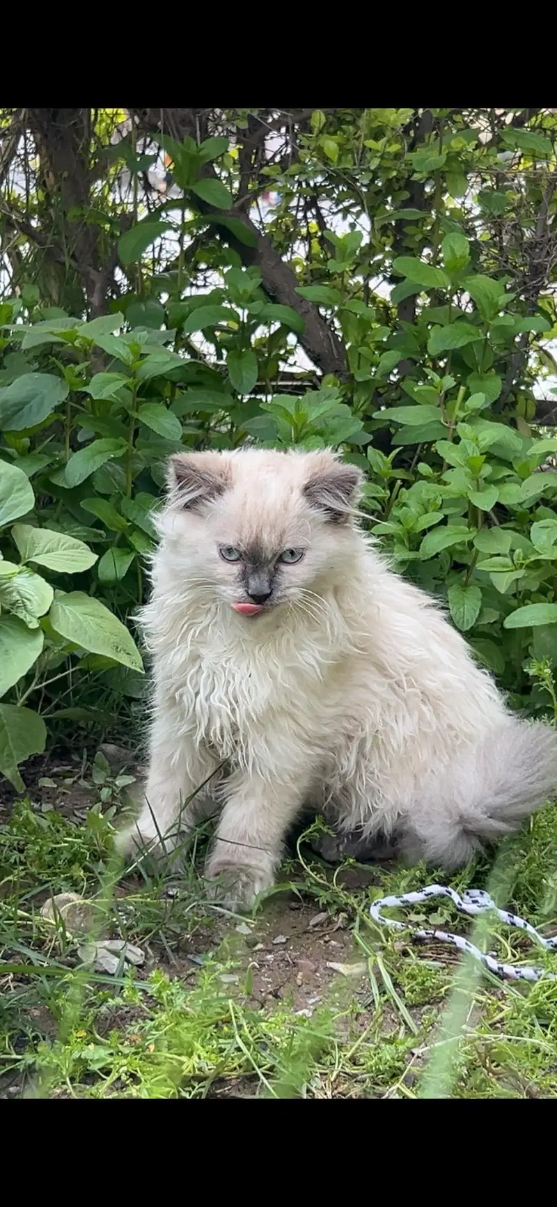 ragdoll cat — photo 3