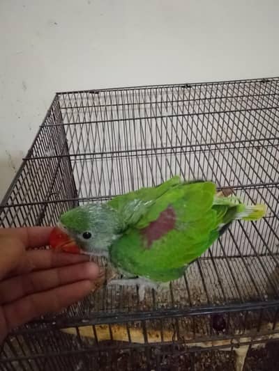 raw chick for sale my home breed
