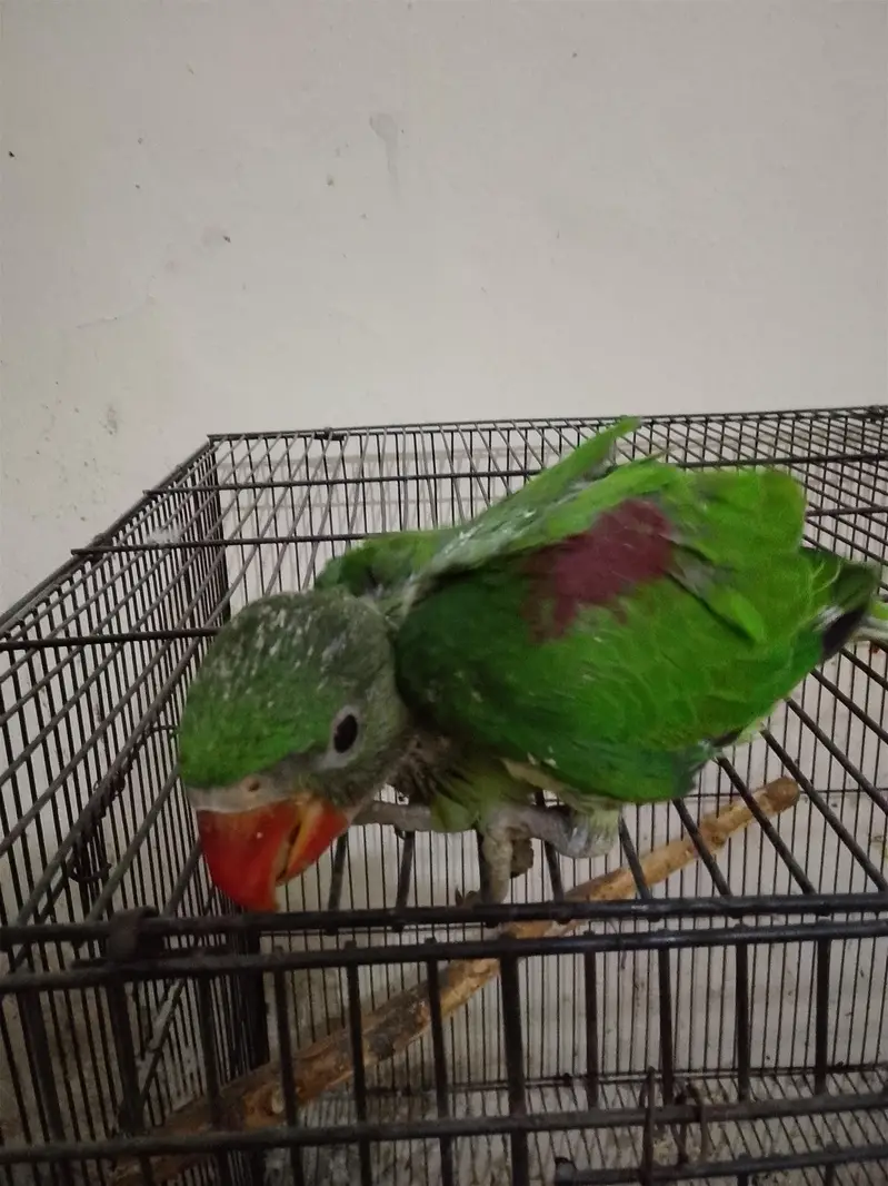 raw chick for sale my home breed — photo 2