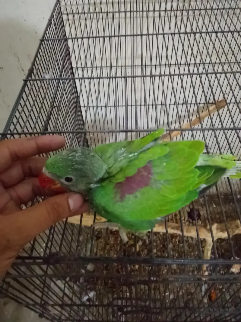 raw chick for sale my home breed — photo 3