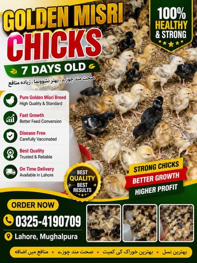 golden misri 5 days chicks for sale broiler chicks also avlb