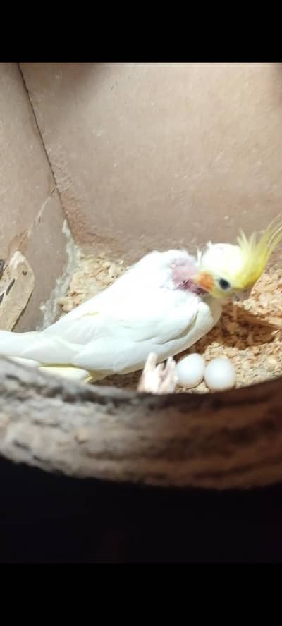 egg k Sath pair with box urgent sale
