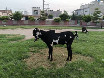 6 dant beetal Breeder bakra