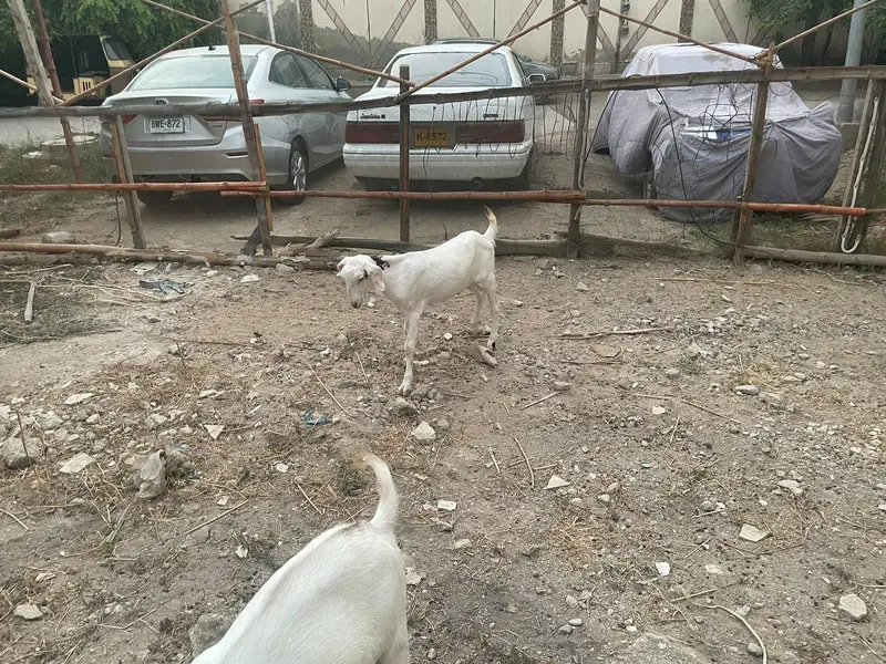 2 khsssi bakray hain 14-15 mahiny k — photo 2
