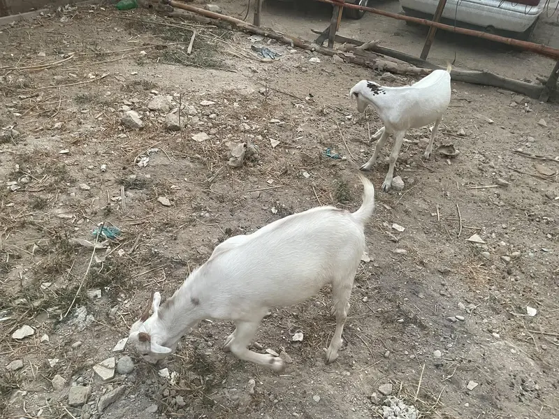 2 khsssi bakray hain 14-15 mahiny k — photo 4