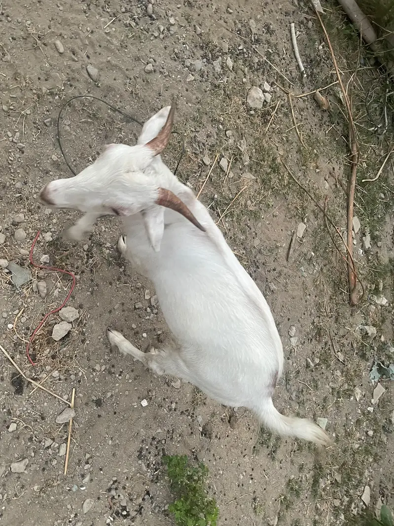 2 khsssi bakray hain 14-15 mahiny k — photo 7