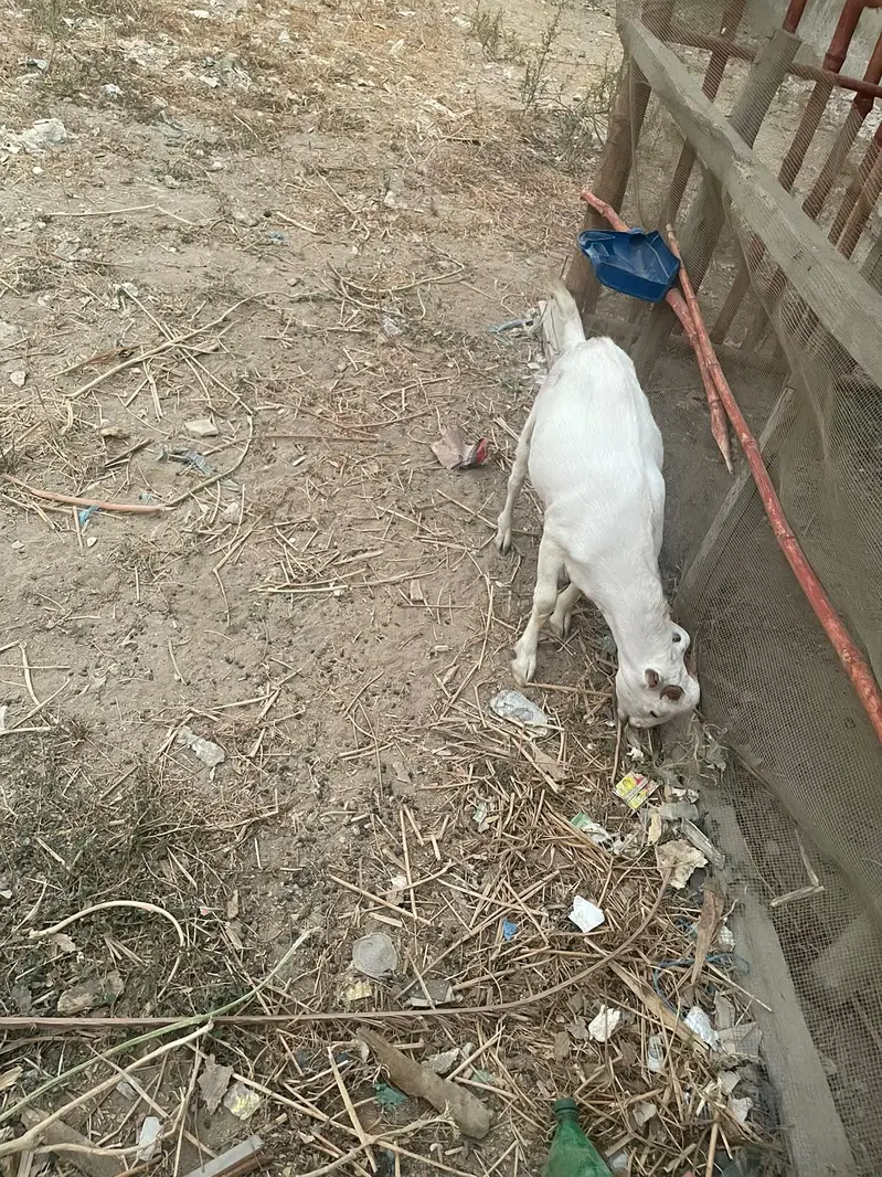 2 khsssi bakray hain 14-15 mahiny k — photo 8