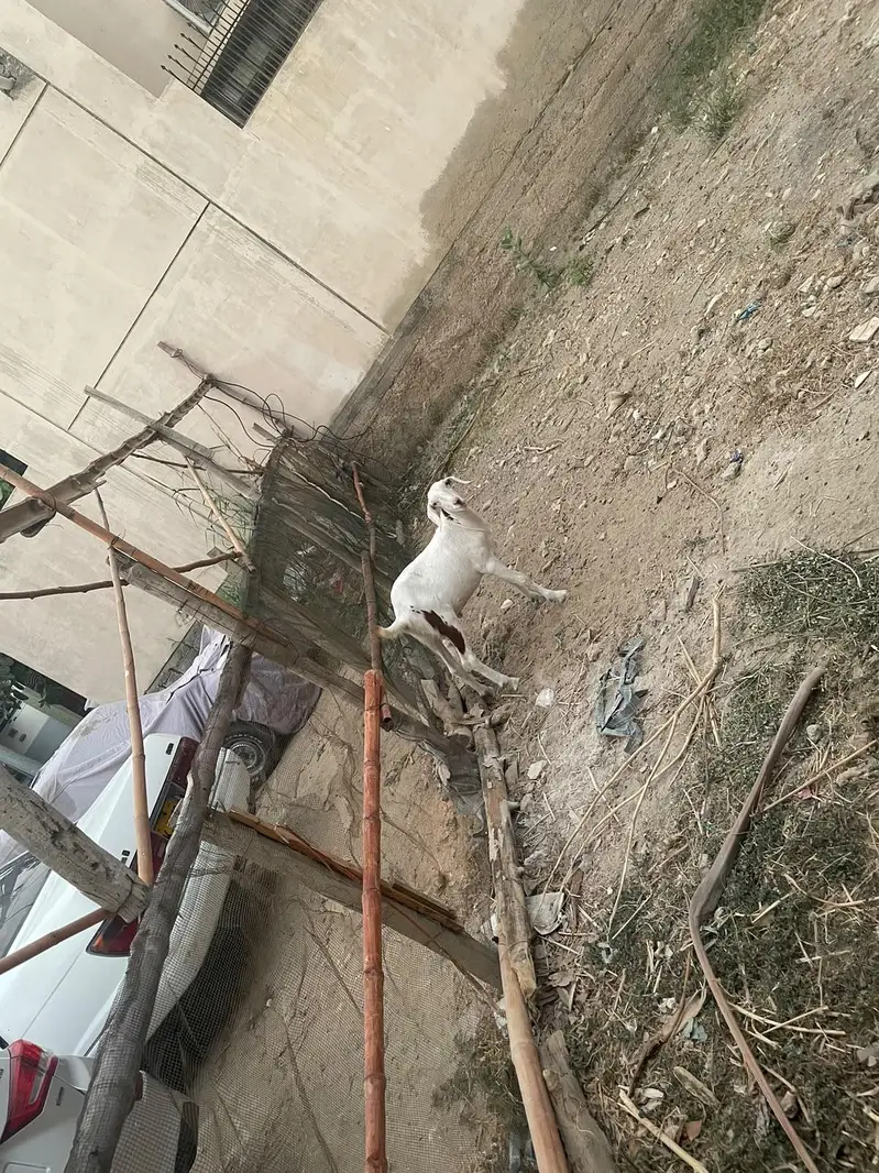 2 khsssi bakray hain 14-15 mahiny k — photo 9