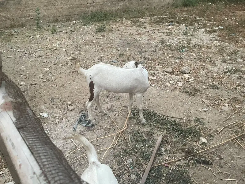2 khsssi bakray hain 14-15 mahiny k — photo 11