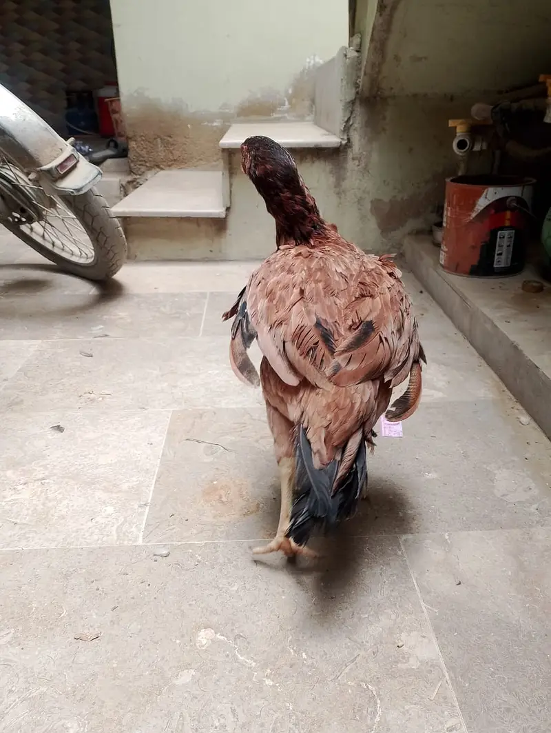 mianwali madi — photo 3