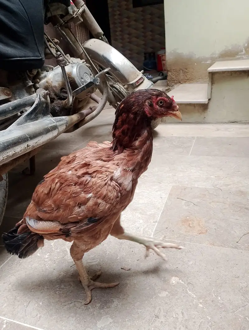 mianwali madi — photo 4