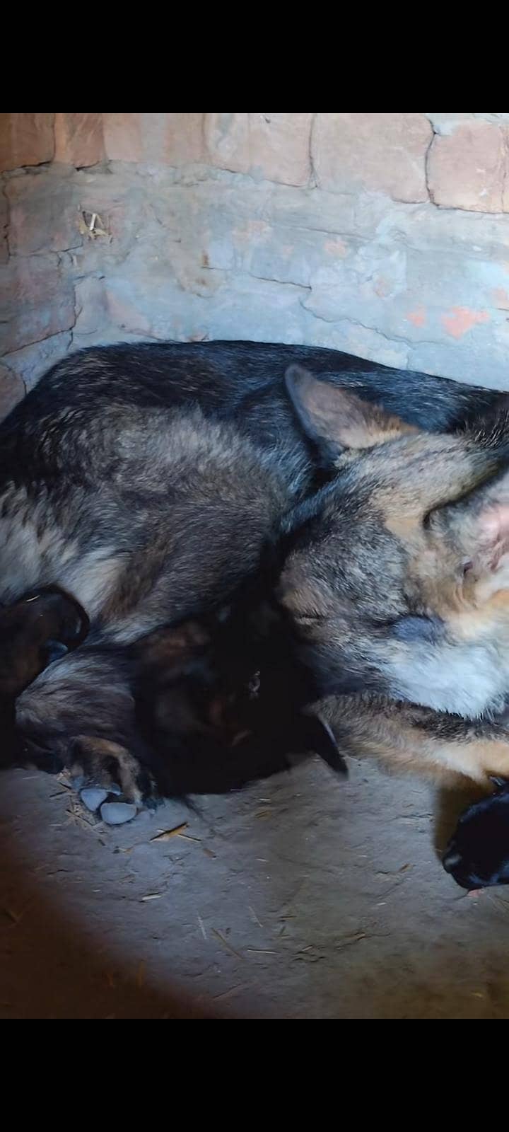 German shepherd 9