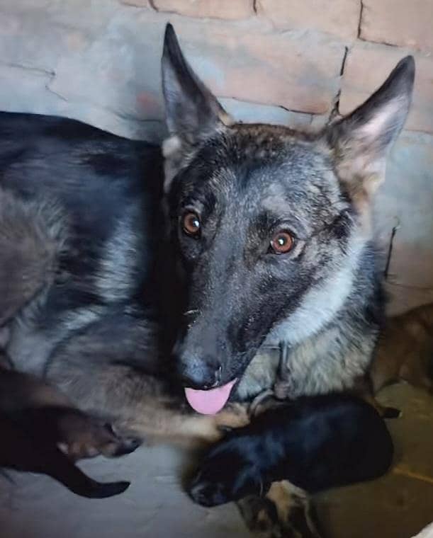 German shepherd 10