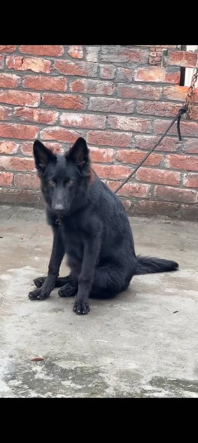 black German shepherd