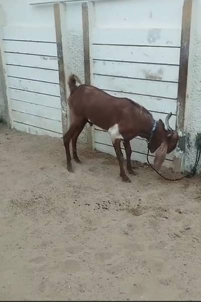 Bakra Ghar ka pala hoa
