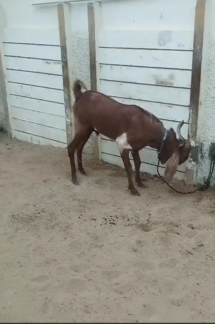 Bakra Ghar ka pala hoa