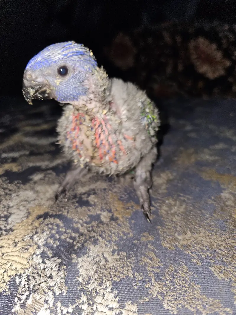 Lori chick available for sale in faisalabad