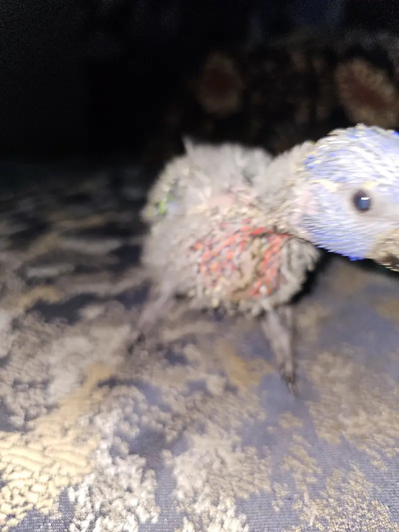 Lori chick available for sale in faisalabad — photo 4