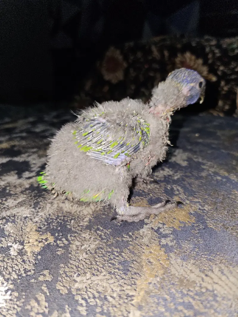 Lori chick available for sale in faisalabad — photo 5