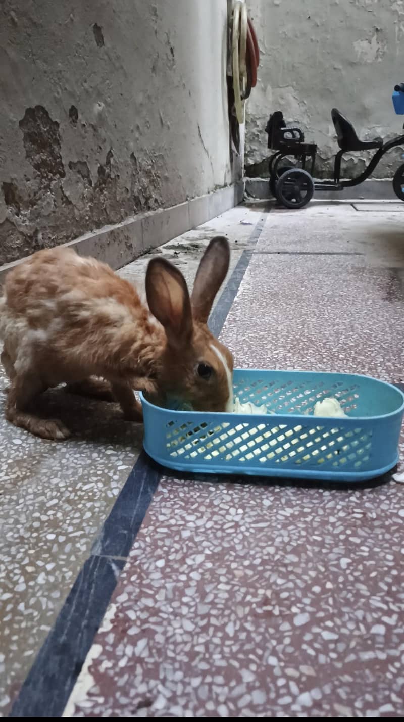 Rabbits 0