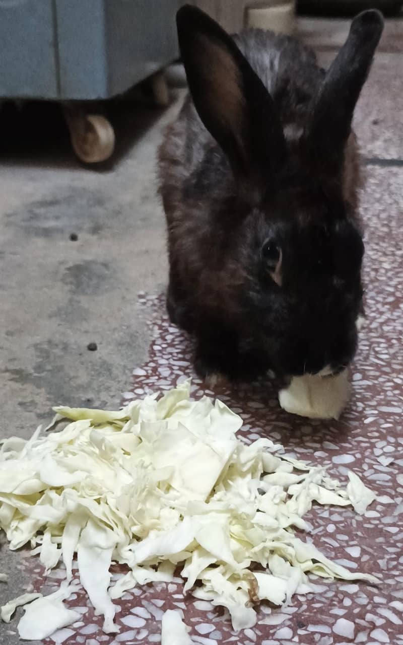 Rabbits 1