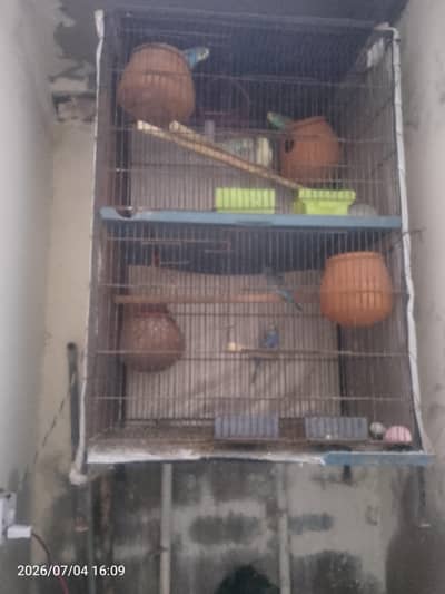 4 pair breader and 3 pathy 3 mounth age new aggs layr kar rahy pair