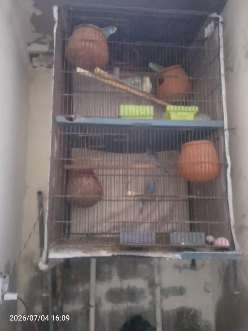 4 pair breader and 3 pathy 3 mounth age new aggs layr kar rahy pair