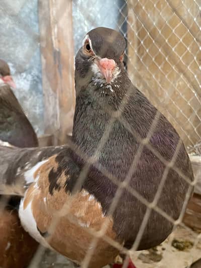 Ambhery khal gulli pair  breeder pair 03364157372
