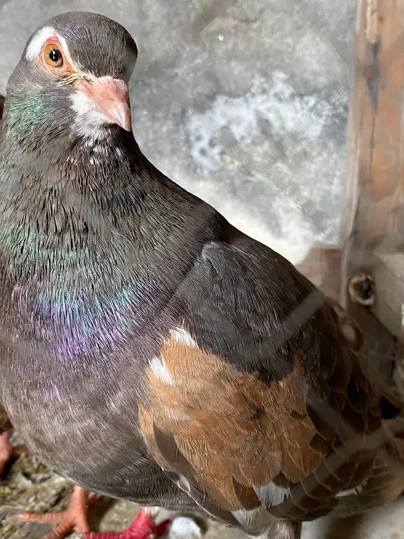 Ambhery khal gulli pair  breeder pair 03364157372 — photo 2