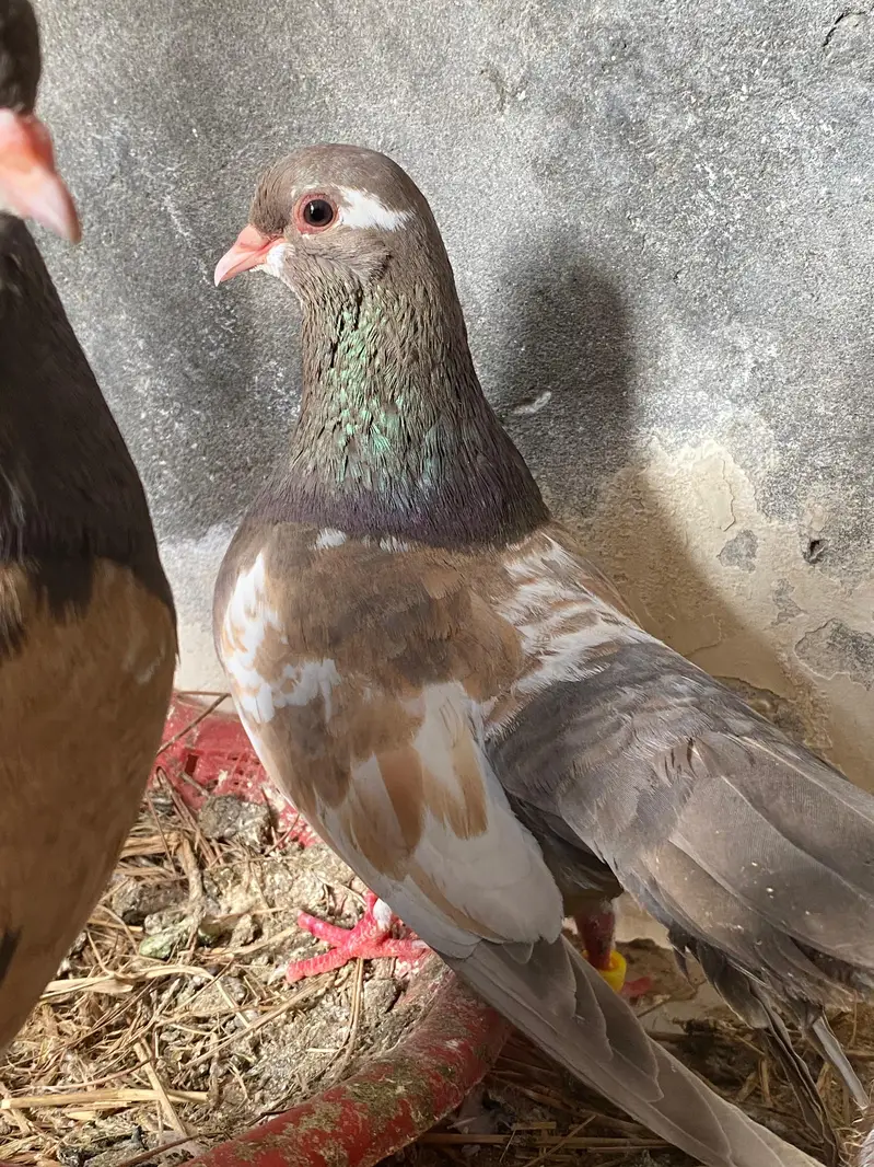 Ambhery khal gulli pair  breeder pair 03364157372 — photo 3