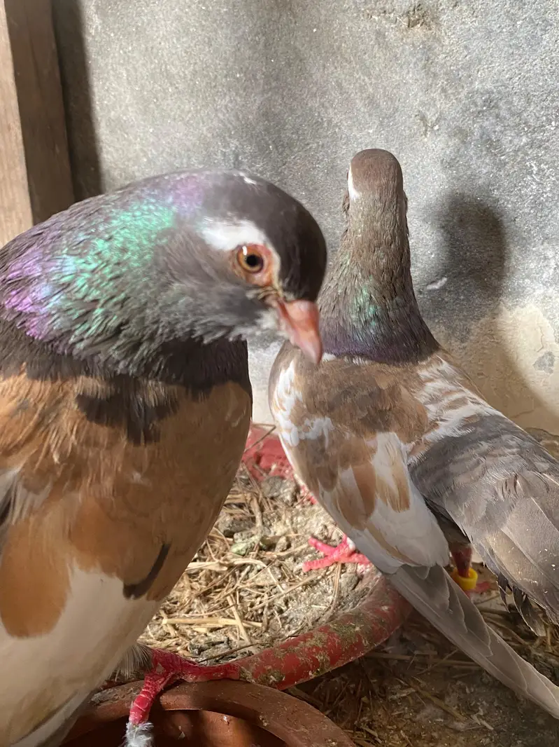 Ambhery khal gulli pair  breeder pair 03364157372 — photo 4