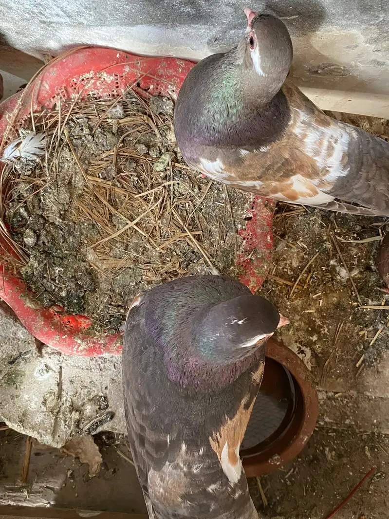 Ambhery khal gulli pair  breeder pair 03364157372 — photo 5