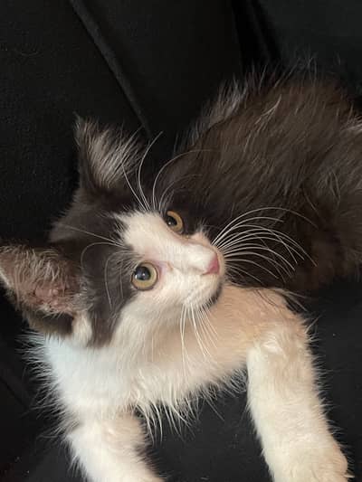 Healthy 2.5 Month Old Kitten for Sale