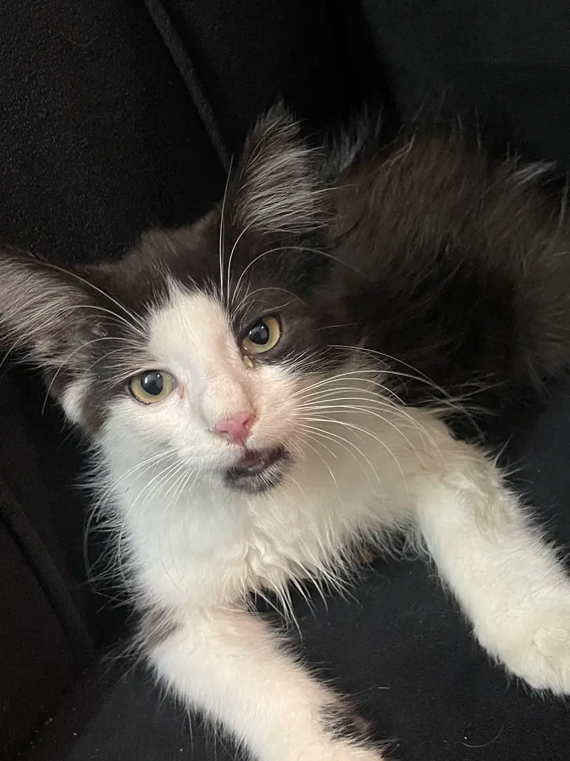 Healthy 2.5 Month Old Kitten for Sale — photo 2