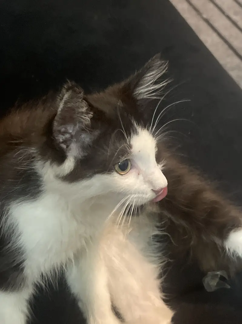 Healthy 2.5 Month Old Kitten for Sale — photo 3