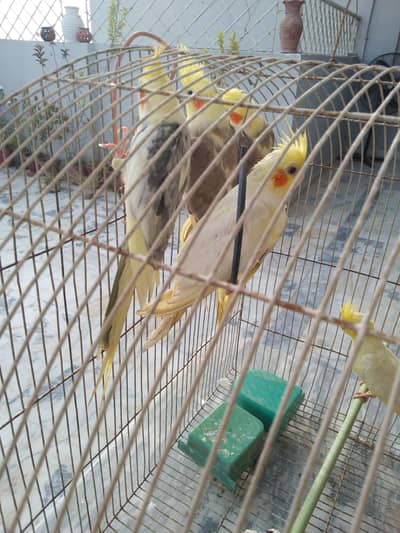 ek breeding pair hai baqi or 4 bachay hain jo inho ne hi diye hain
