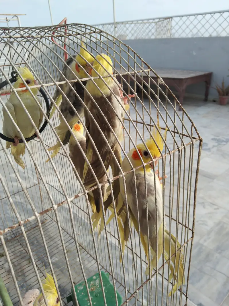 ek breeding pair hai baqi or 4 bachay hain jo inho ne hi diye hain — photo 2