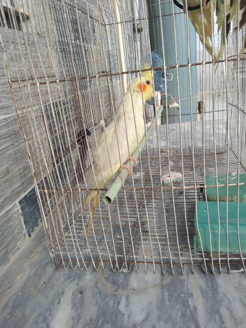 ek breeding pair hai baqi or 4 bachay hain jo inho ne hi diye hain — photo 3